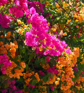 Bougainvillea flowers.